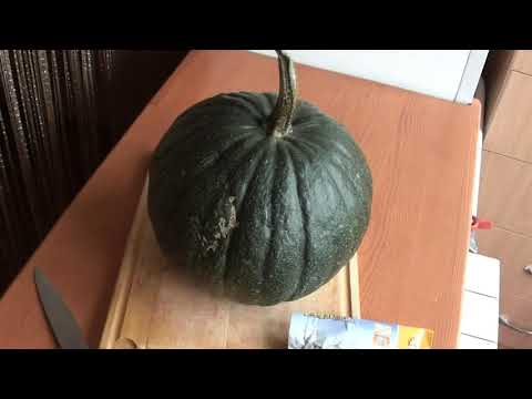 Видео: что выросло с подвоя для арбузов и дынь