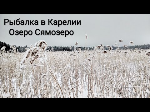 Видео: Зимняя рыбалка в Карелии. Озеро Сямозеро. Мелкий окунь