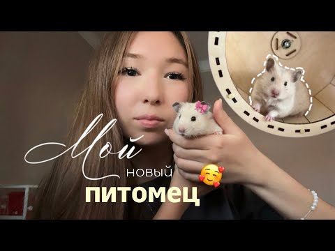Видео: Завела хомяка 🐹✨🤍  | Готовимся к приезду хомячки ✈️