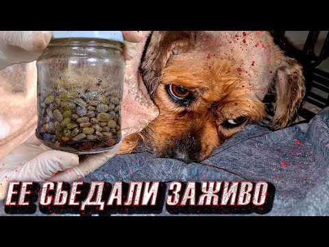 Видео: На собаке были тысячи клещей😱, 5 дней она не ела. Спасение бедняги🥺🙏