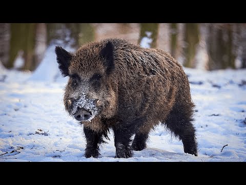 Видео: Охота на кабана с вышки. Зверь был на привадах