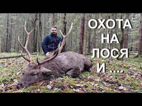 Видео: Охота НА ЛОСЯ 💥 ТРОФЕЙ добыт!!!