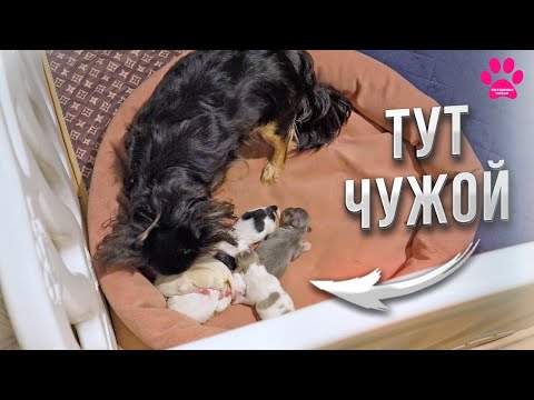 Видео: Подложили чужого щенка собаке! Поймет ли что не её?