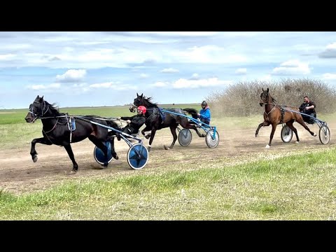 Видео: Състезание с рисаци село Брест/ 12.04.2025г