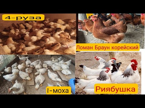 Видео: +992909090416 ЧУЧАХОИ ФУРӮШИ ЛОМАН БРАУН КОРЕЙСКИЙ ВА РИЯБУШКА 4-РУЗА ВА 1 МОҲА