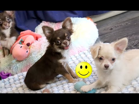 Видео: Длинношерстные ЧИХУАХУА.Клеим уши щенкам чихуахуа, Взвешиваем щенков. У нас можно купить щенка Чихуа