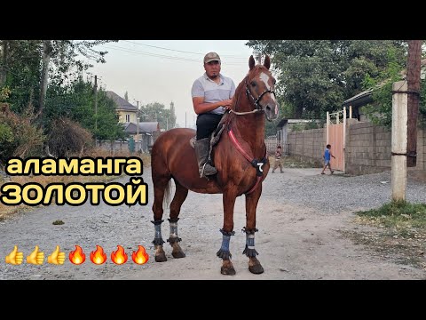 Видео: пай пай паай ЗОЛОТОЙ АЛАМАНГА АТ ЭЛАМАНДА