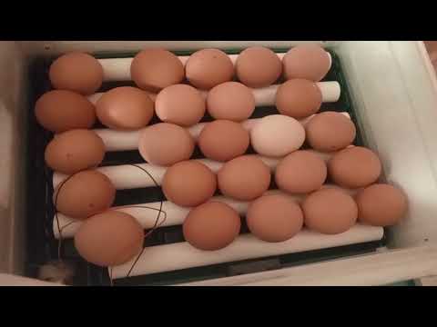 Видео: Стоит ли покупать китайский инкубатор? Калибровка...