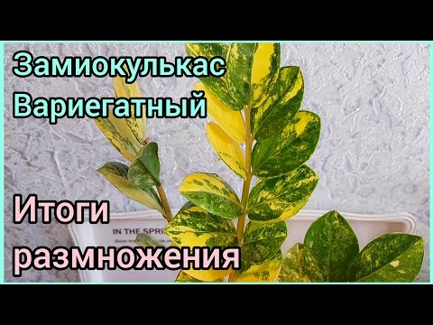 Видео: #ЗАМИОКУЛЬКАС Вариегатный🌿Подвожу итоги🌿 #размножение ❤️ #цветы #растения #суккуленты #ароидные