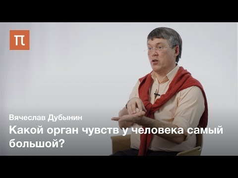 Видео: Мозг и кожная чувствительность — Вячеслав Дубынин