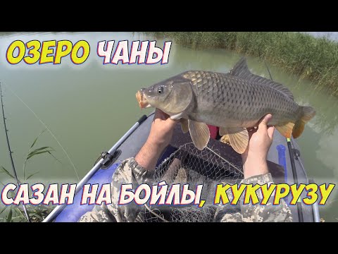 Видео: Бойлы сработали! Сазаны разгибают крючки, ломают удочки!!! Озеро Чаны