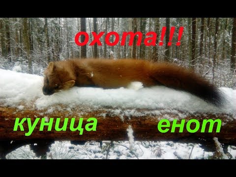 Видео: Промысел с лайкой!