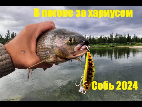 Видео: Погоня за хариусом  Собь 2024