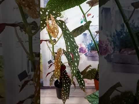 Видео: Тростниковая бегония