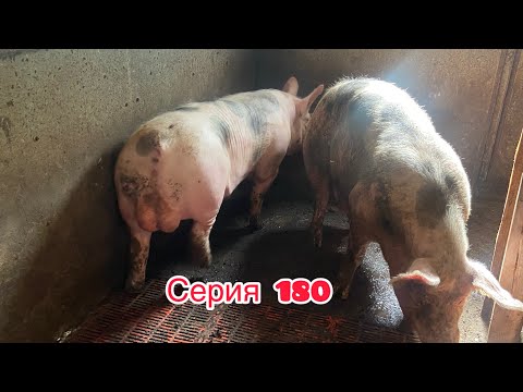Видео: Обзор хозяйства ,Лето 24.07.25, Свиноматки , хряки