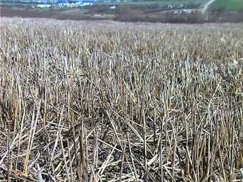 Видео: Почему No-Till?