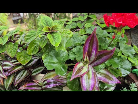 Видео: Вдале і невдале сусідство у вазонах. Зберігаю пеларгонію.