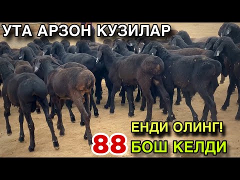 Видео: ПУЛ КЕРАК СОТАМАН! УТА АРЗОН НАРХДА СОТИЛАДИ! 