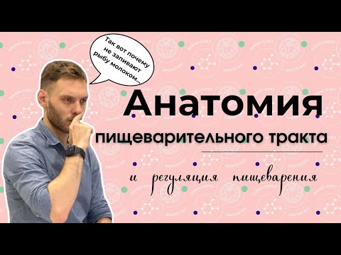 Видео: ПИЩЕВАРИТЕЛЬНАЯ СИСТЕМА ЗА 20 МИНУТ