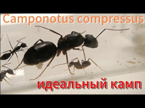 Видео: Все плюсы и минусы Camponotus compressus!)