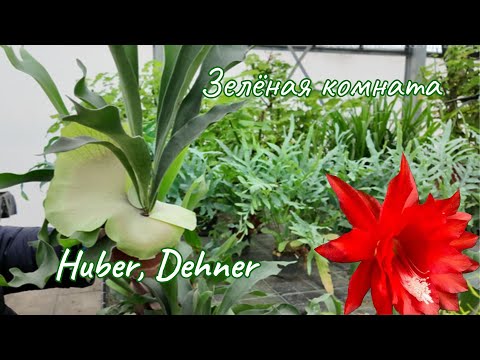 Видео: Случайно оказались на распродаже комнатных растений.