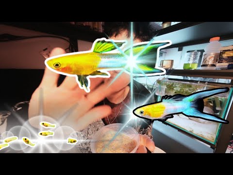 Видео: Экзотические гуппи родили! 10 ​​дней спустя – 💧Классная японская рыбка