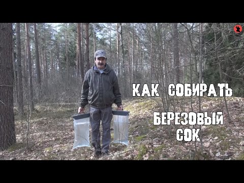Видео: Как собирать березовый сок. Правильно. Приспособление для сбора березового сока.