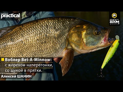 Видео: Воблер Bet-A-Minnow: c жерехом наперегонки, со щукой в прятки. Алексей Шанин. Anglers Practical.