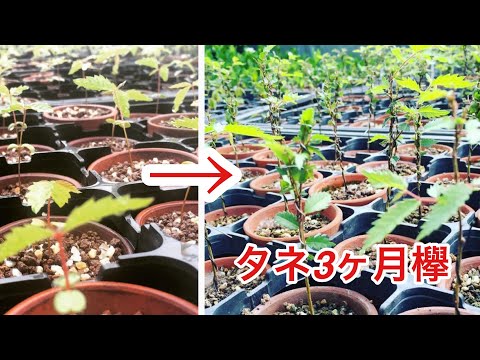 Видео: [Приветствуются новички и рассада 欅] Поместите проволоку на 3-й месяц 欅 и сделайте из него бонсай!