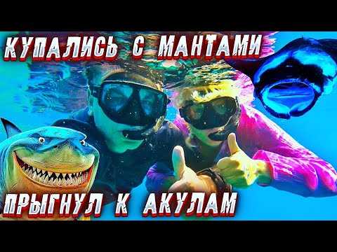 Видео: Подводный мир Мальдив. Купаемся с мантами! Прыгнул к акулам! Пора домой...