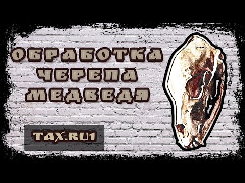 Видео: обработка черепа медведя обезжиривание черепа