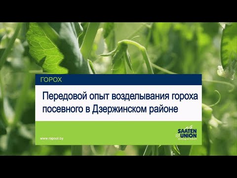 Видео: Передовой опыт возделывания гороха посевного в Дзержинском районе