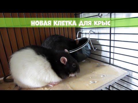 Видео: НОВАЯ КЛЕТКА КРЫС || Обзор Природа "Шиншилла"