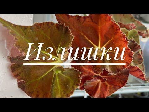 Видео: 10 сентября 2025 г.