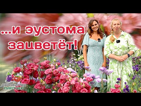 Видео: Несколько основных правил для успешного выращивания эустомы