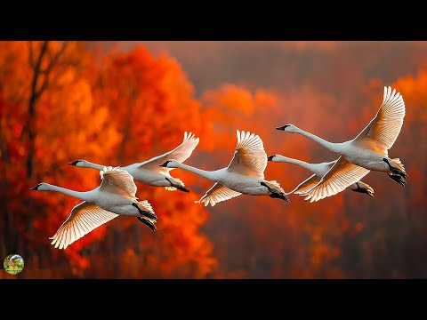 Видео: Сборник ЛУЧШИХ Мелодий от которых мурашки по телу! Красивая музыка для души- Осень #Relaxing