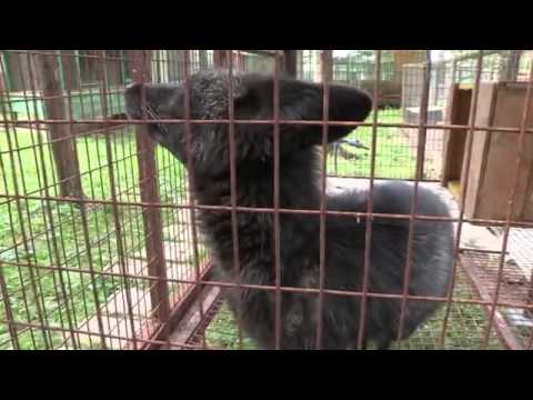 Видео: Ничего себе, домашние зверушки!