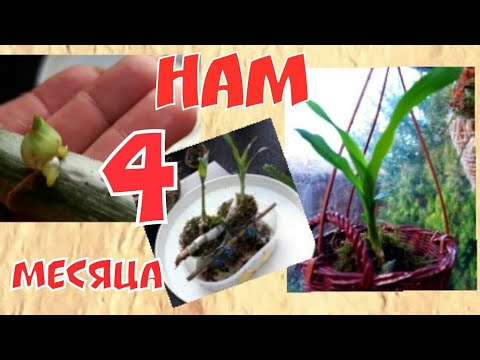 Видео: КАТАСЕТУМ и его детки)). Пересадка, ревизия корней 😀