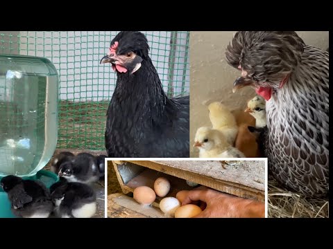 Видео: Содержание кур несушек это увлекательно и интересно