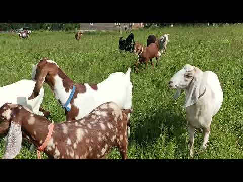 Видео: МАНГАЛЬНАЯ ЗОНА НА БЕЛОЙ КОЗЕ🌸🏵️🌺🐐