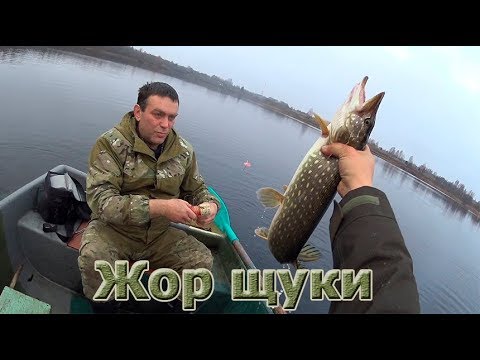 Видео: Жор щуки! Осенняя рыбалка на Валдае.