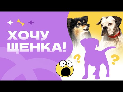 Видео: ХОЧУ ЩЕНКА! КАК ГОТОВИТЬСЯ К СОБАКЕ