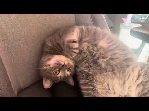 Видео: Тиша со мной в кабинете, напоминает о важности отдыха