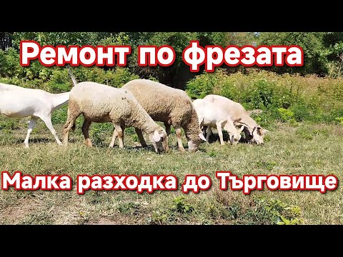 Видео: Спука се маркуча за бензина на фрезата/Търговище Център/Животни на село