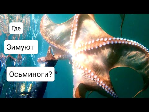 Видео: Где зимуют осьминоги? Во Владивостоке.)