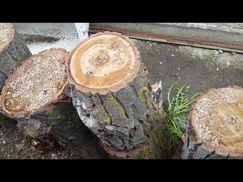 Видео: Выращивание вешенки на пеньках чурках Советы и ньюансы