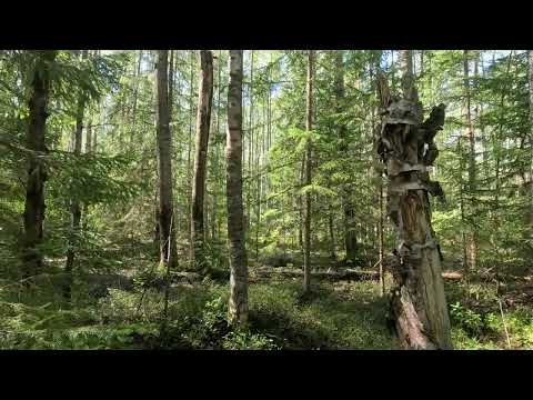 Видео: Охота на рябчика 21.08.25
