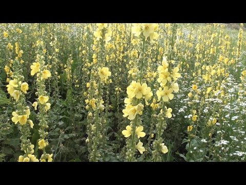 Видео: Вирощуйте медоноси.