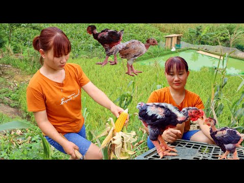 Видео: Создание нового эпизода 30 | выпускать большеногих цыплят, собирать кукурузу, чтобы накормить цыплят