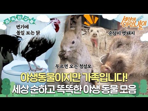 Видео: 🐔🐿 🐗 Это дикое животное, но семья!Smart Wildlife Collection ❤️🧡🤎 #WhatonEarth! #SBSstory